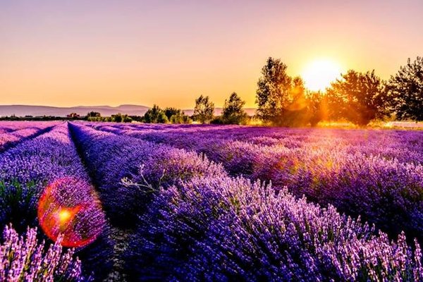 Pourquoi choisir de louer pour vos vacances d'été dans un camping dans le Luberon en Provence ?