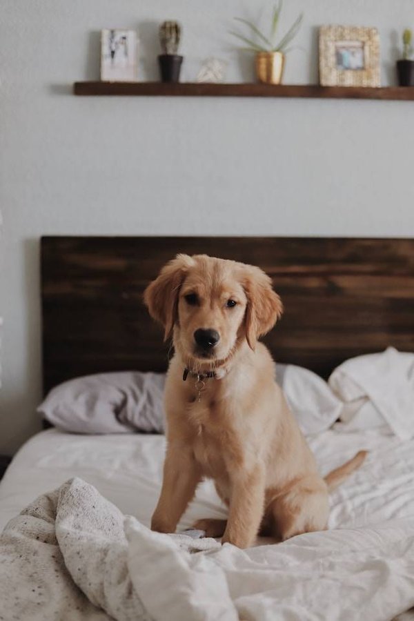 Séjournez en Provence avec vos animaux de compagnie dans un hôtel acceptant les bêtes à fourrure